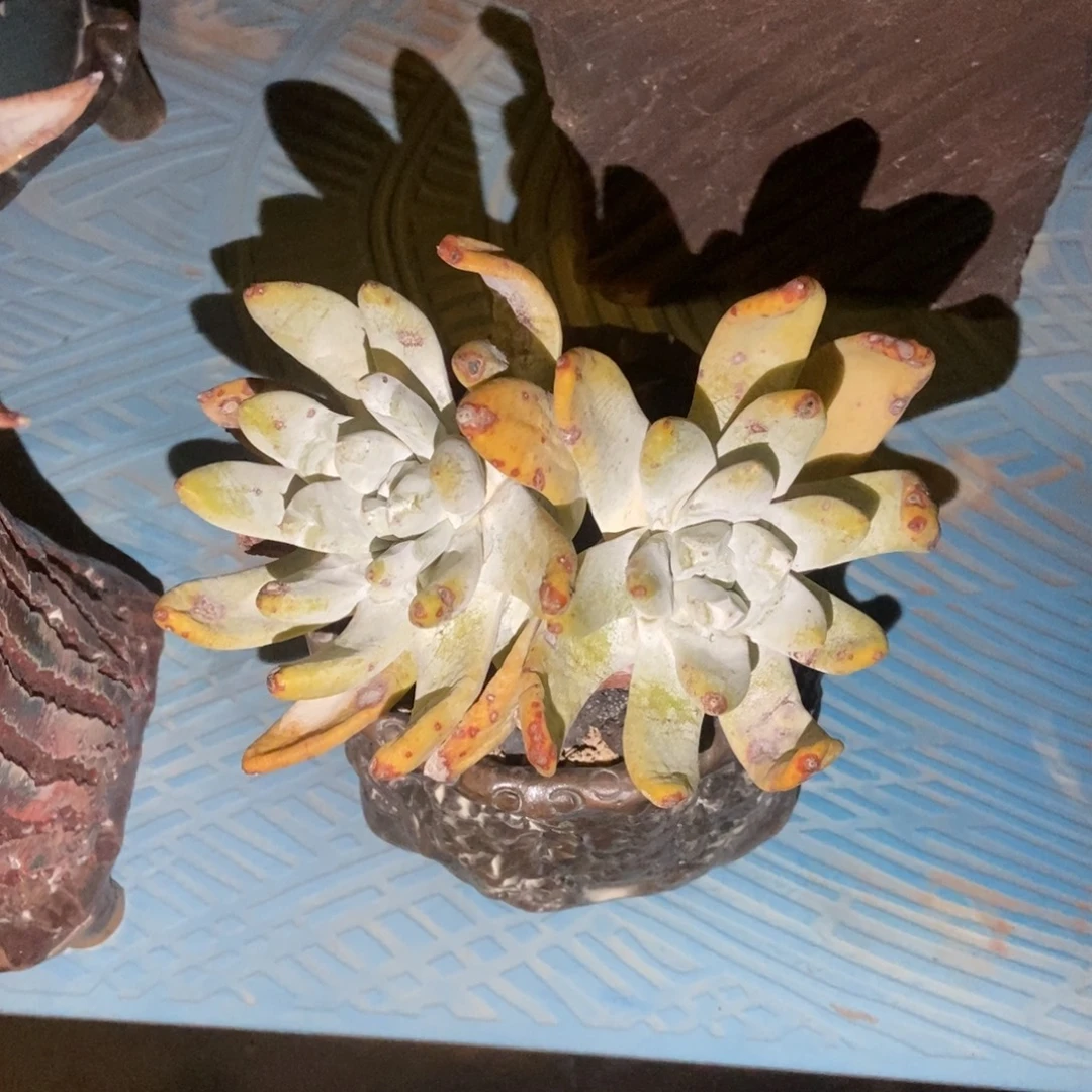 拇指多肉植物啦啦啦