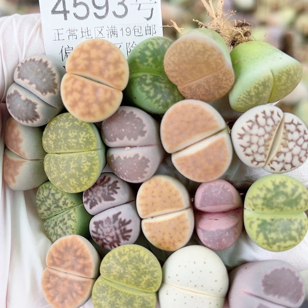 4593 好养易活生石花大母本19个