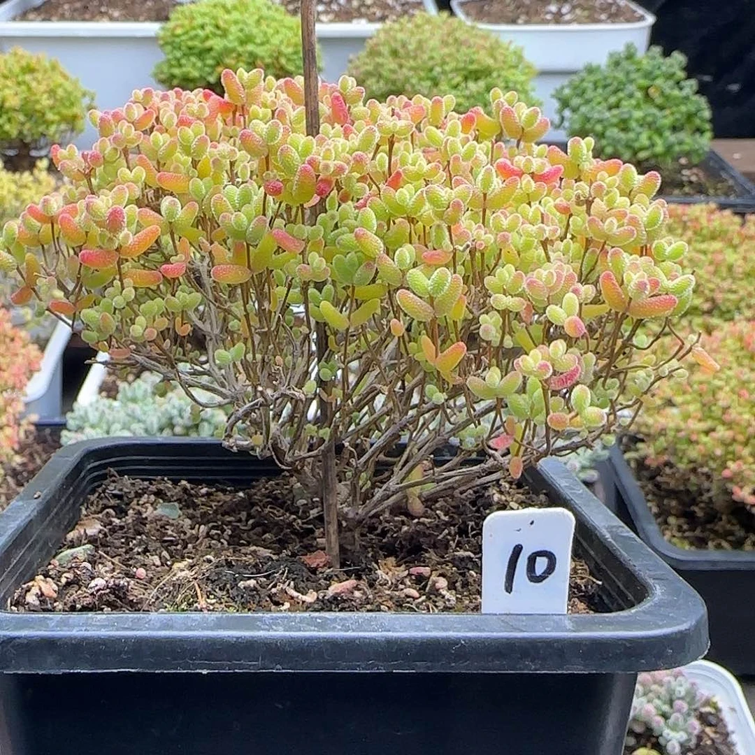 蜜橘糖球一物一拍