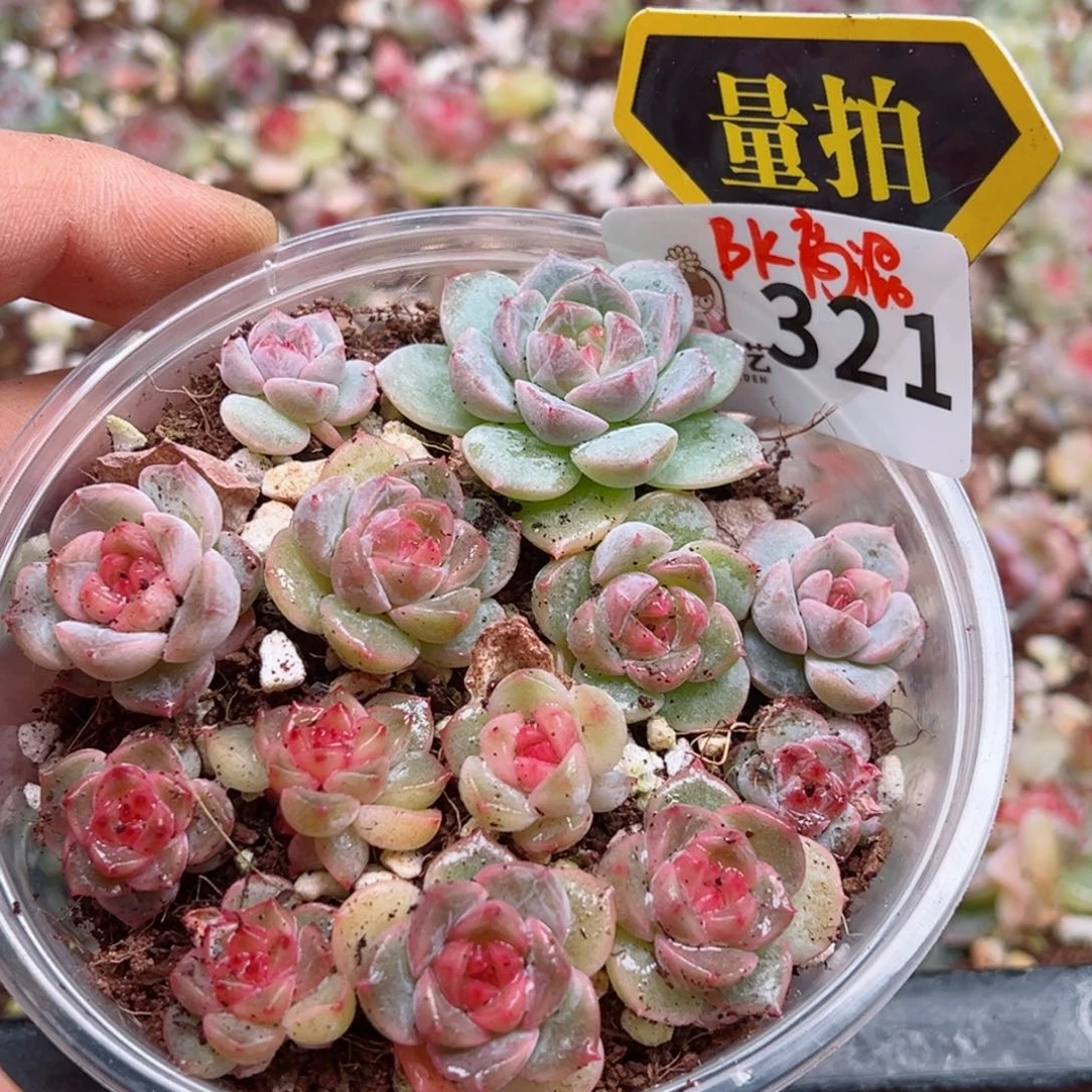 多肉植物多肉植物