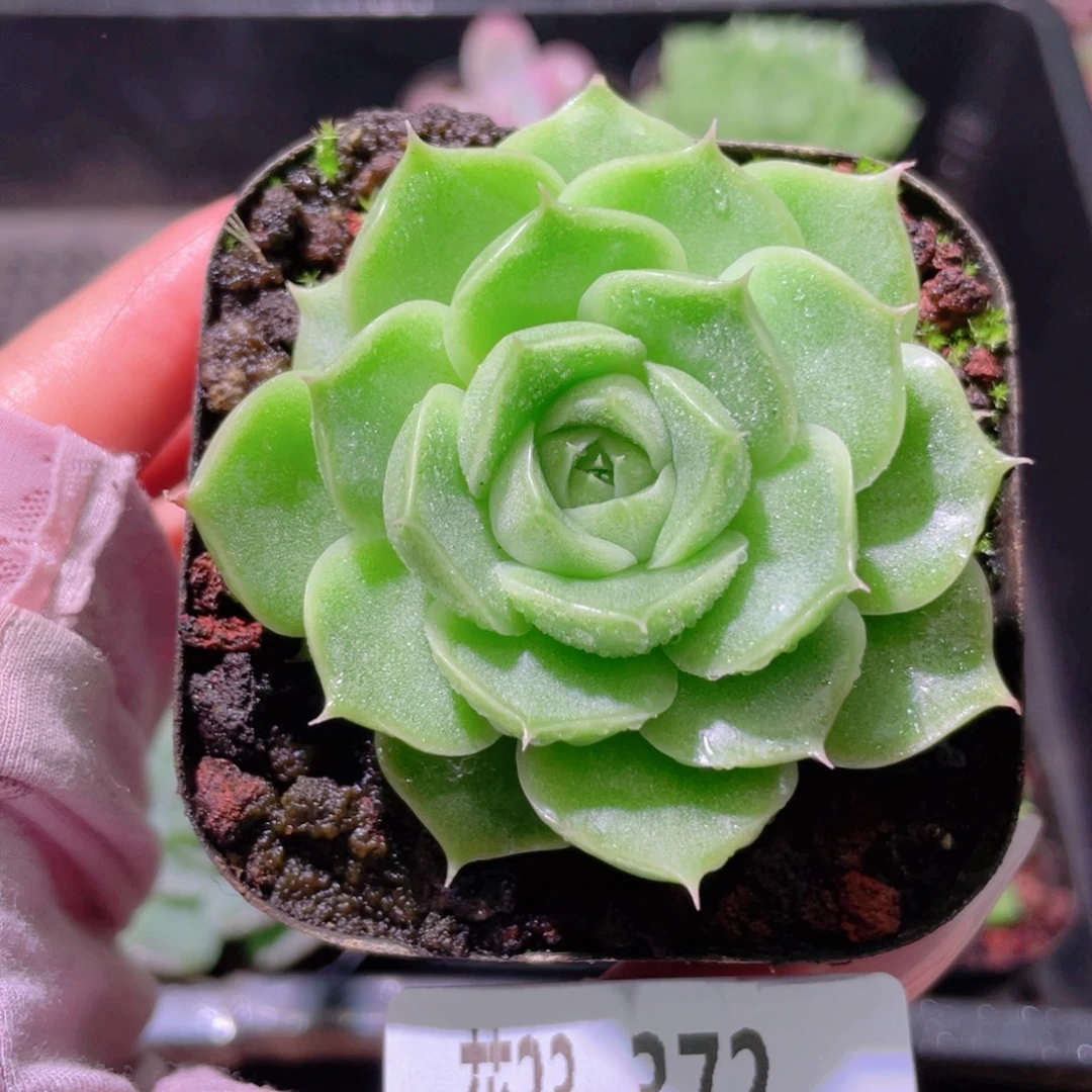 花利美23-372麦秆