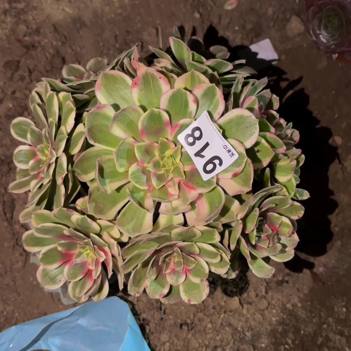 918玉芙蓉多肉植物不售后