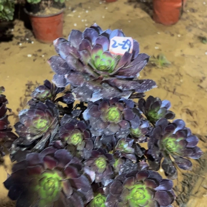 黑豆多肉植物2-29