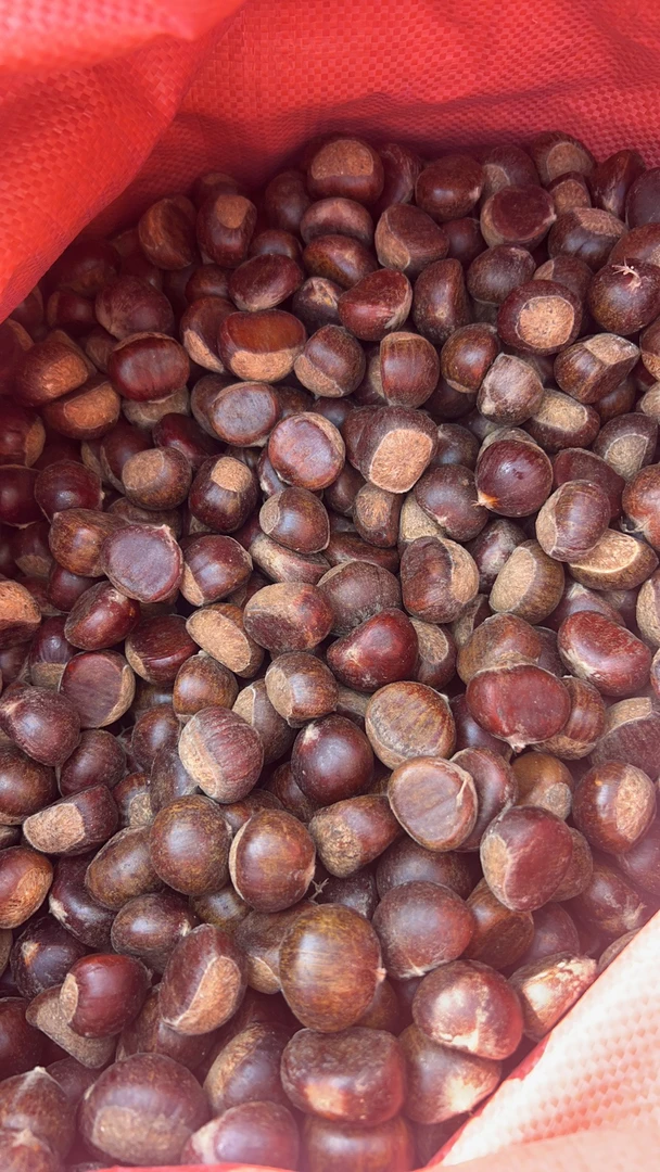贵州25年新鲜野生小板栗本地板栗新鲜板栗