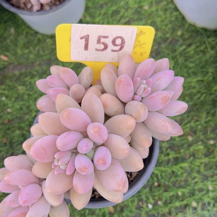 健健康康平平安安