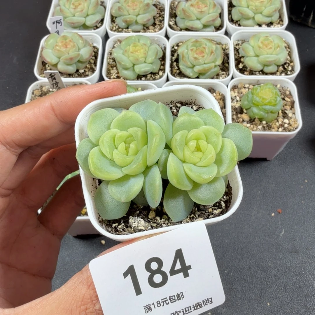 谪仙双头一物一拍184