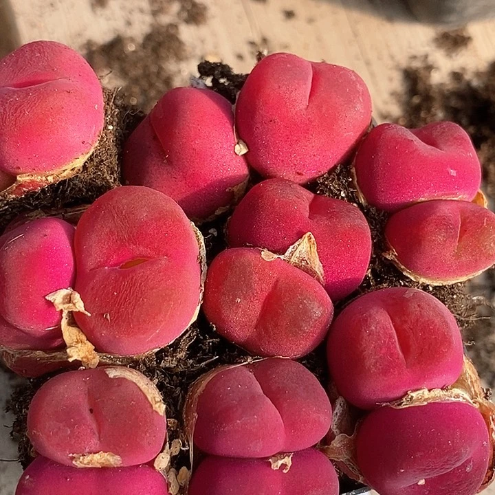 26506双头超级绒一颗    红