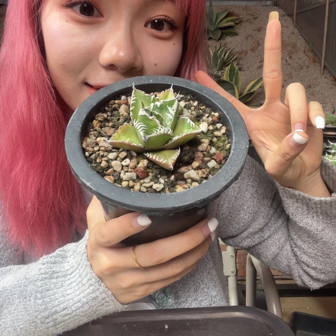 无花朵温*壮龙舌兰植物无名