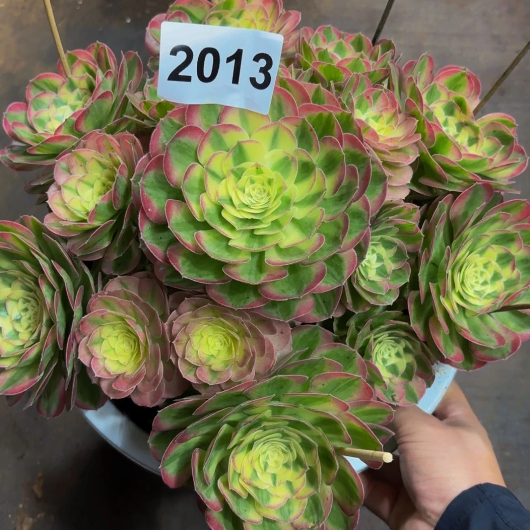 人***02013多肉植物玉姿