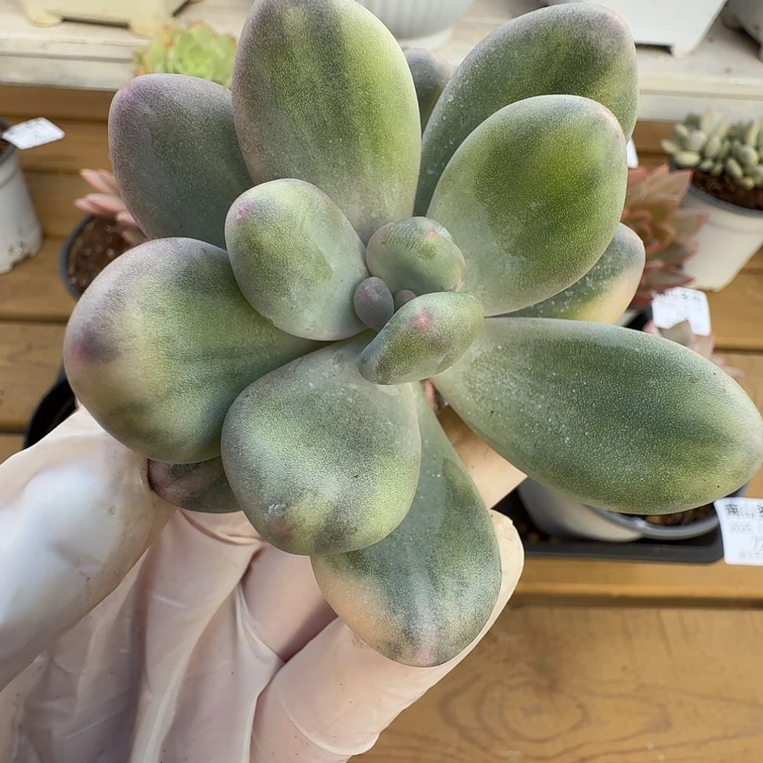 奶酪锦111111219-94