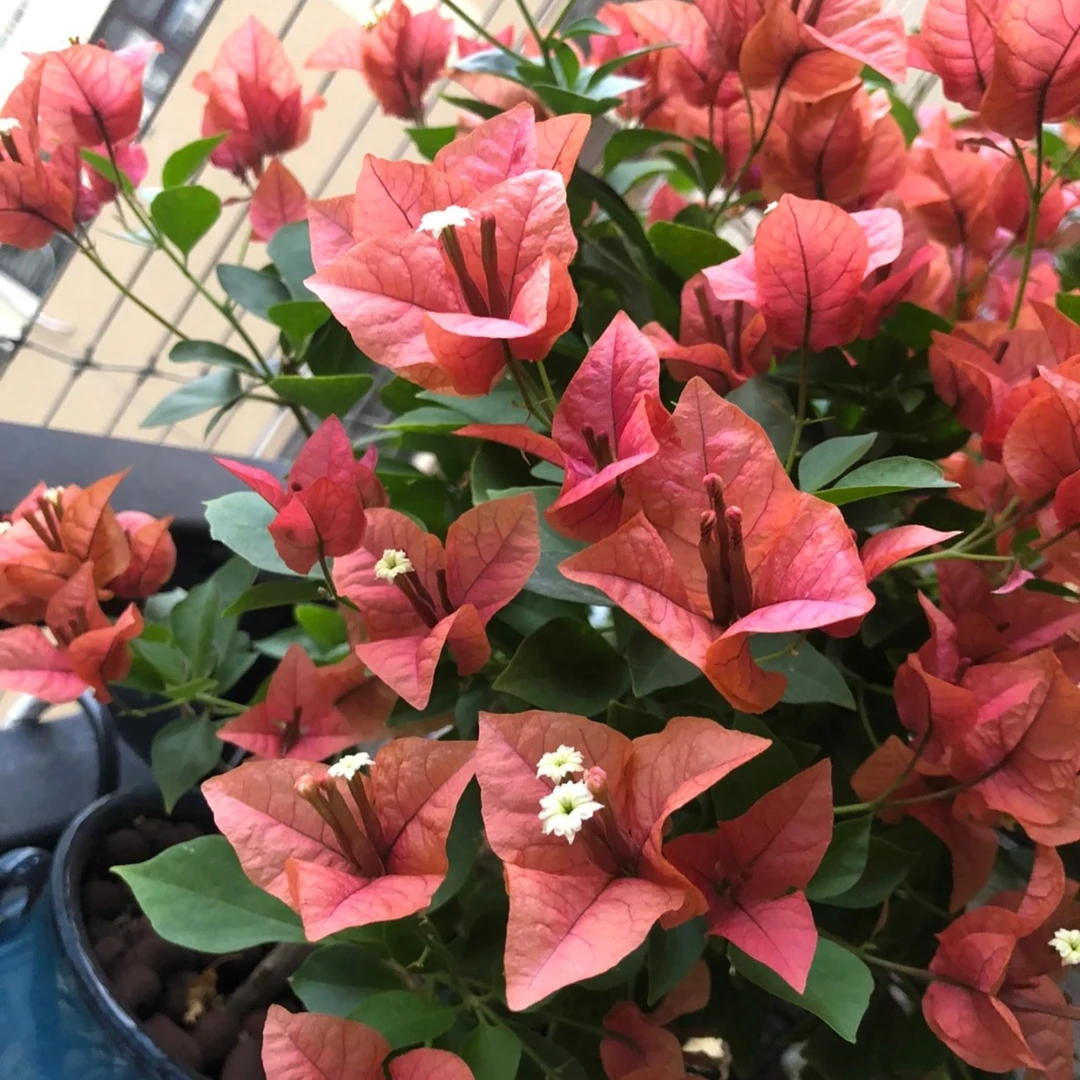 【米罗】三角梅四季开花可爬藤可垂丝鲜活不带花