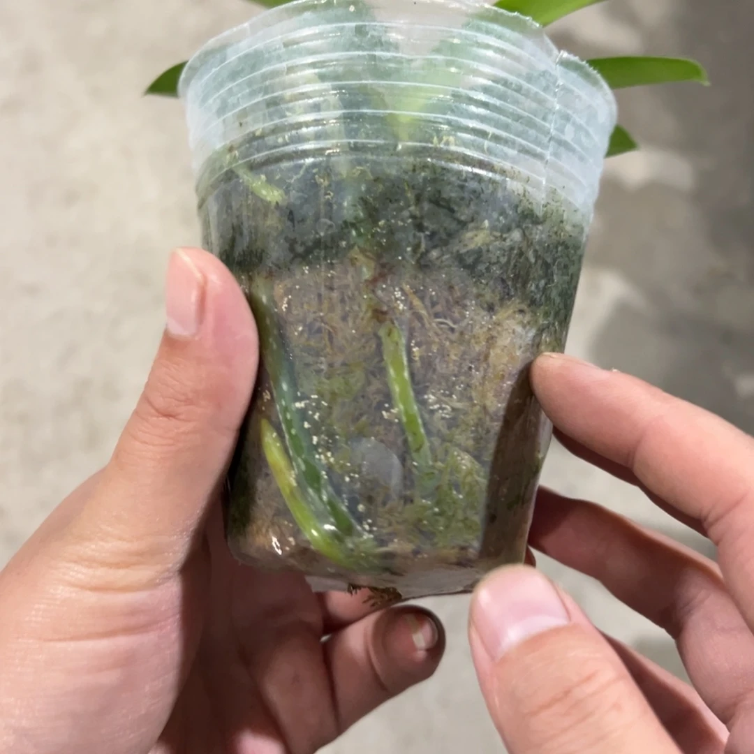 当前无花栽培后可以开花梦幻女郎，凑单发货