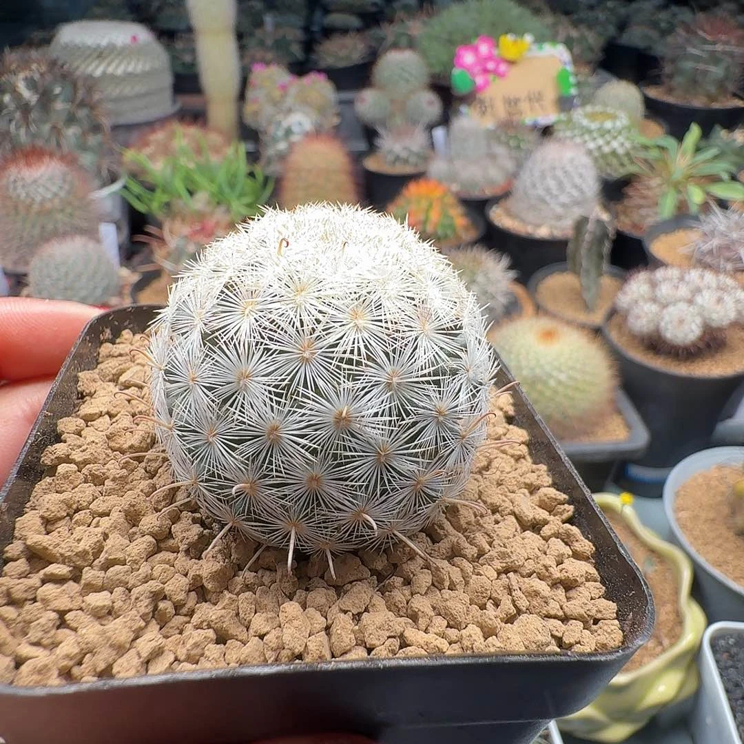 实生半月丸脱土发货