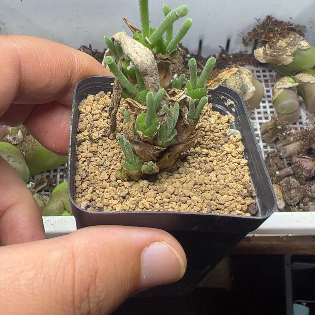 10-110肉锥多肉植物