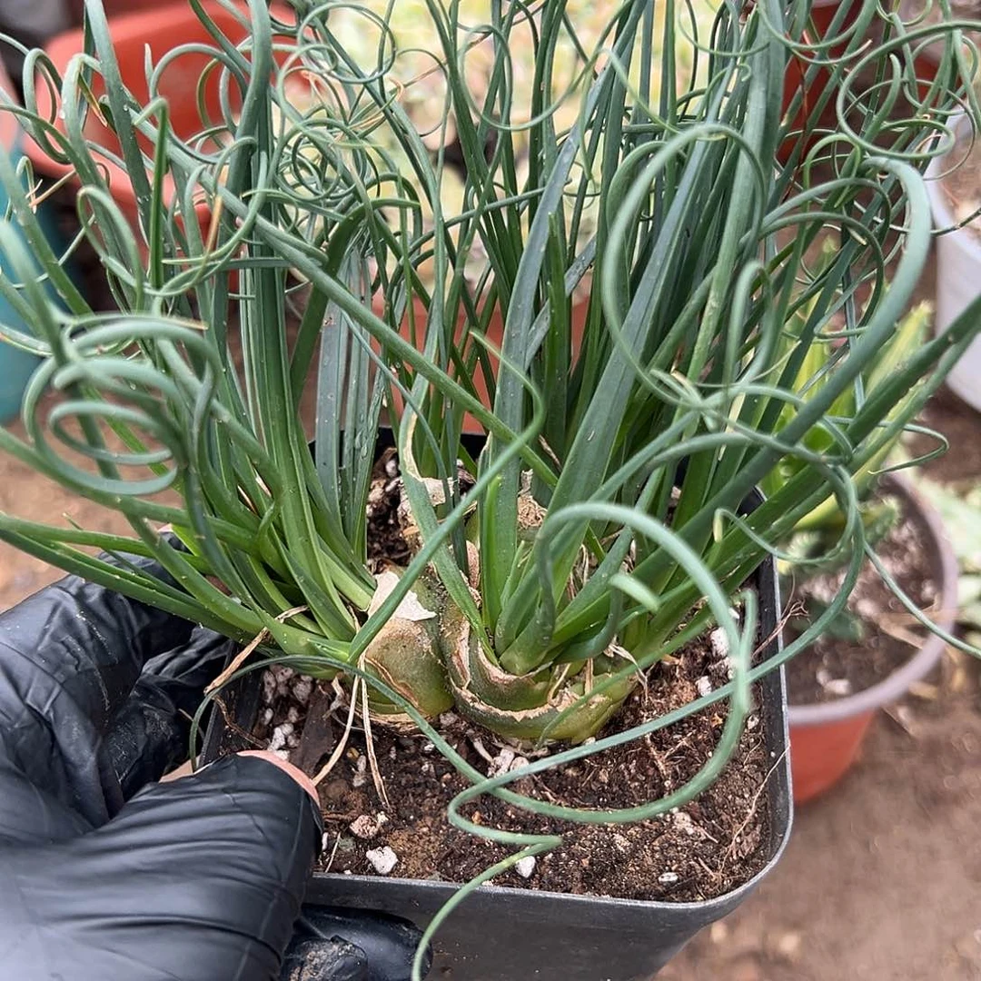 多肉植物弹簧草群