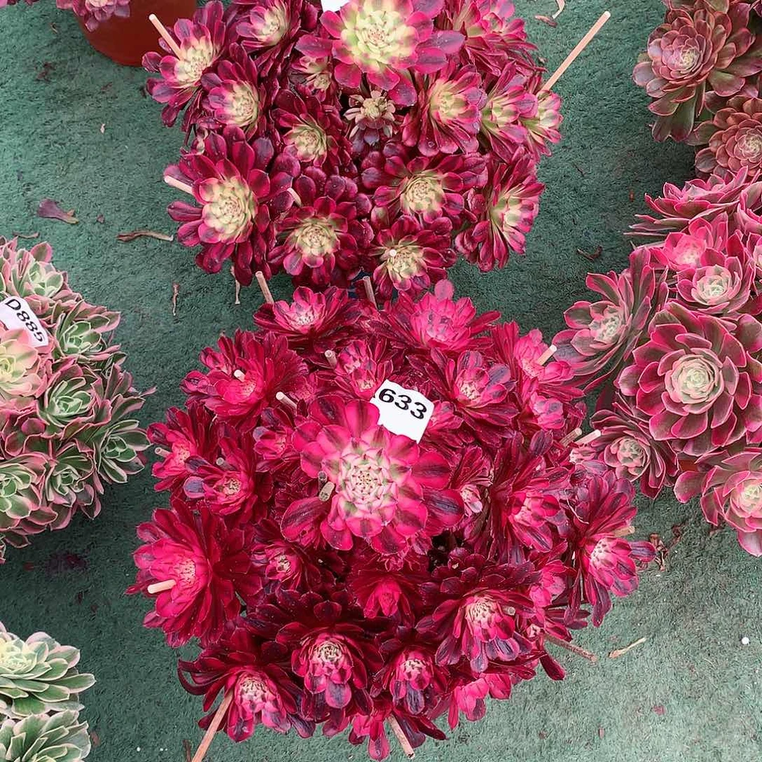 丽****儿582.633.舞天姬，红铜白多肉植物