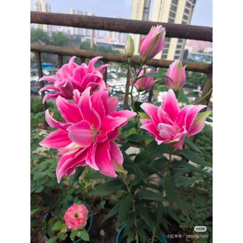 蓝天《伊莎贝拉重瓣香水百合》 14/16进口一代百合种球