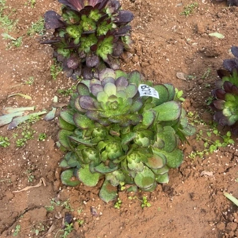 274万圣节不包断枝