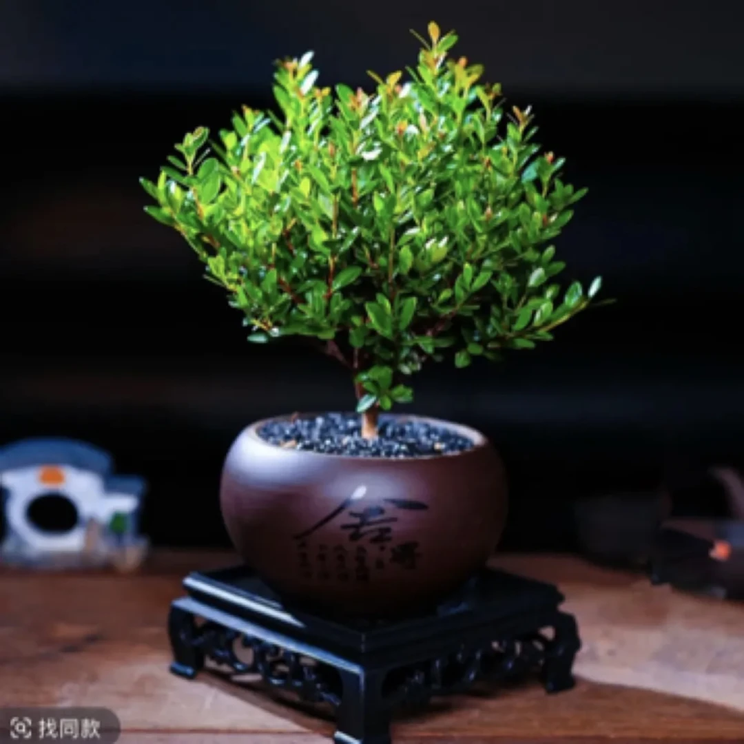 小叶赤楠室内盆栽绿植物四季好养常绿懒人适合养护客厅茶室好养