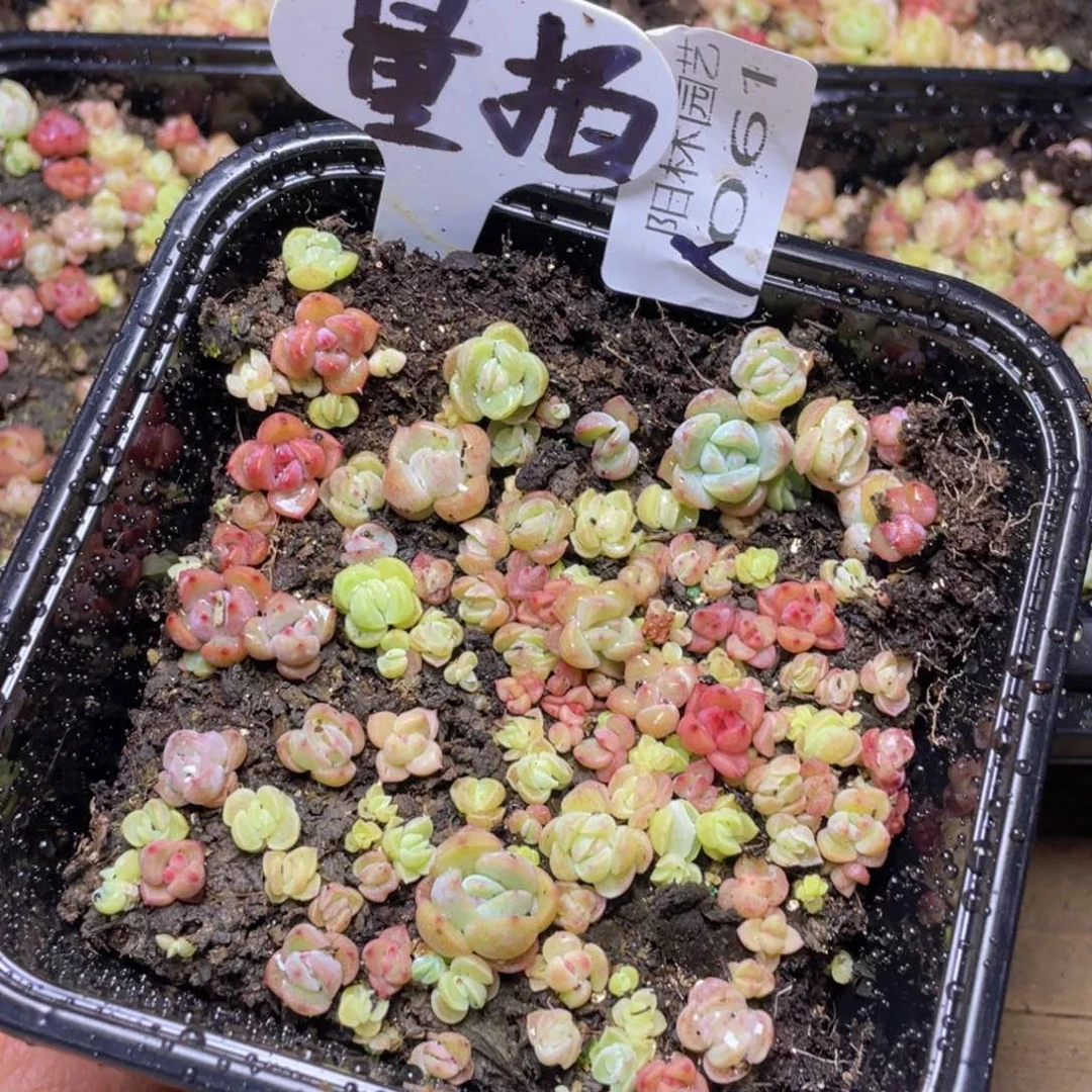 量拍多肉植物多头植物61