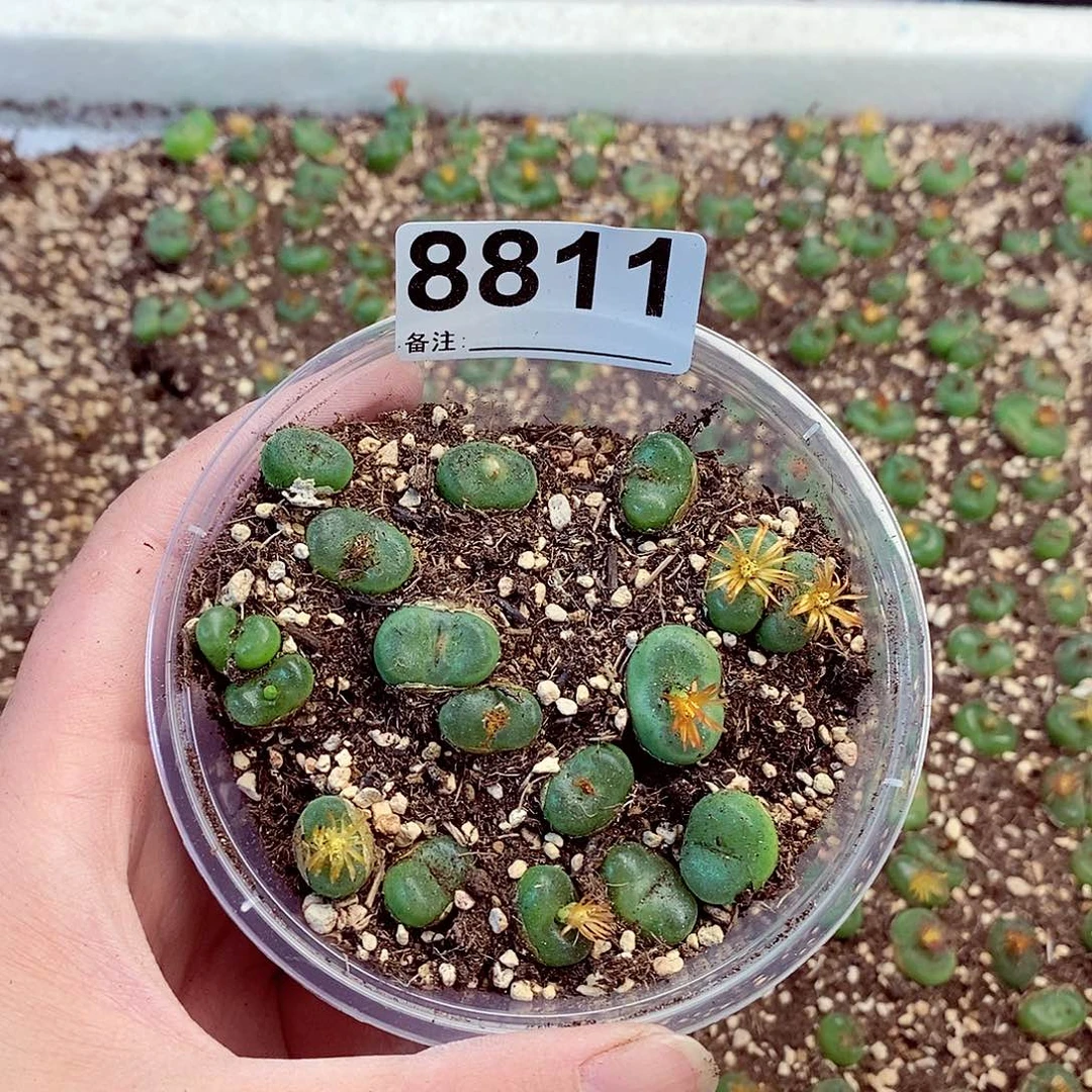 8811水晶鞋快快乐乐咯