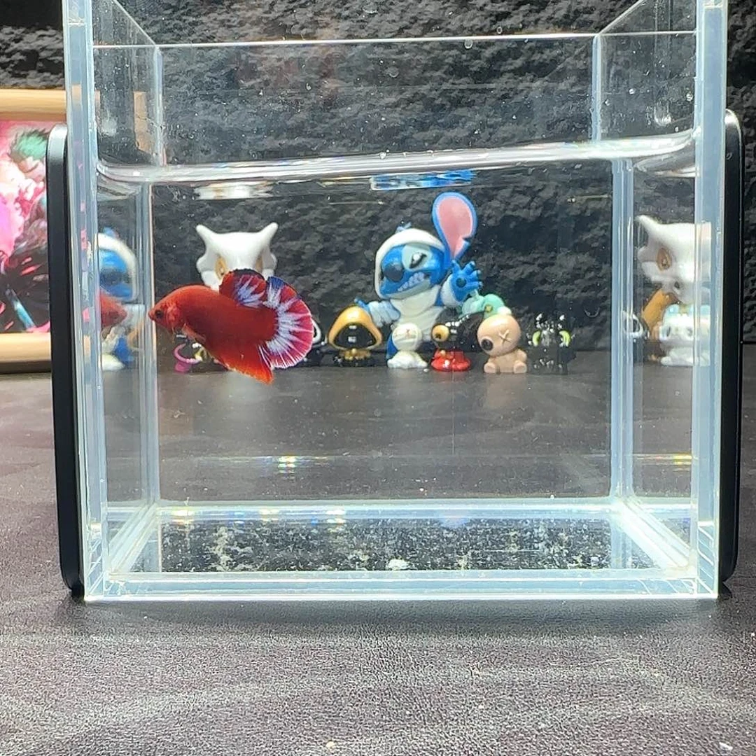 斗鱼十二月二十七号