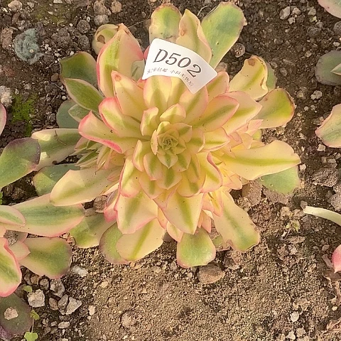 502香妃多肉法师锦