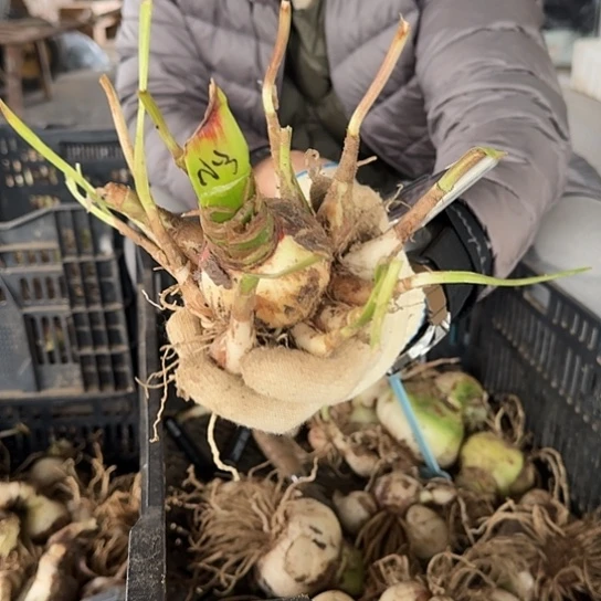 小青龙3号籽播苗6厘米主球带10侧 开花可能变异 开花无售后