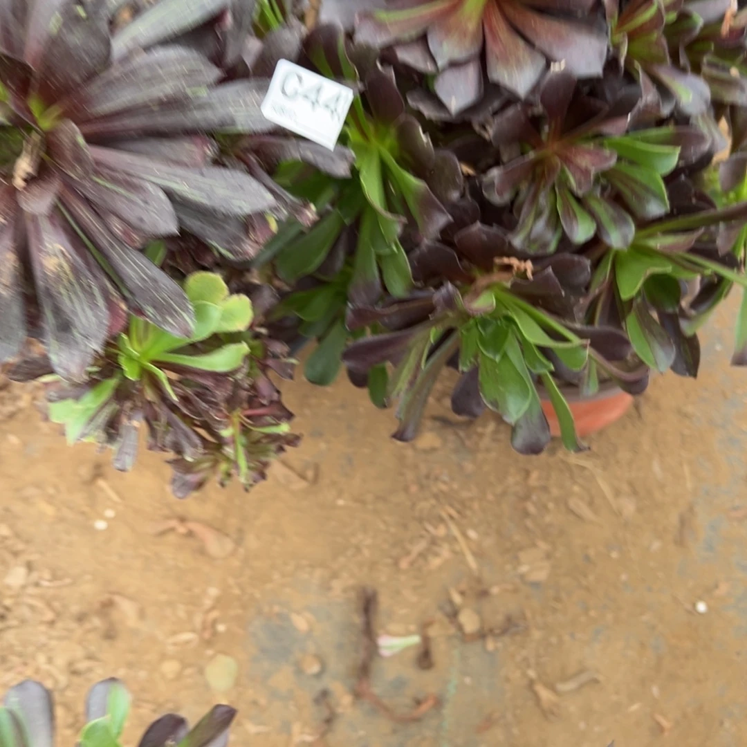 443两颗组合多肉植物法师