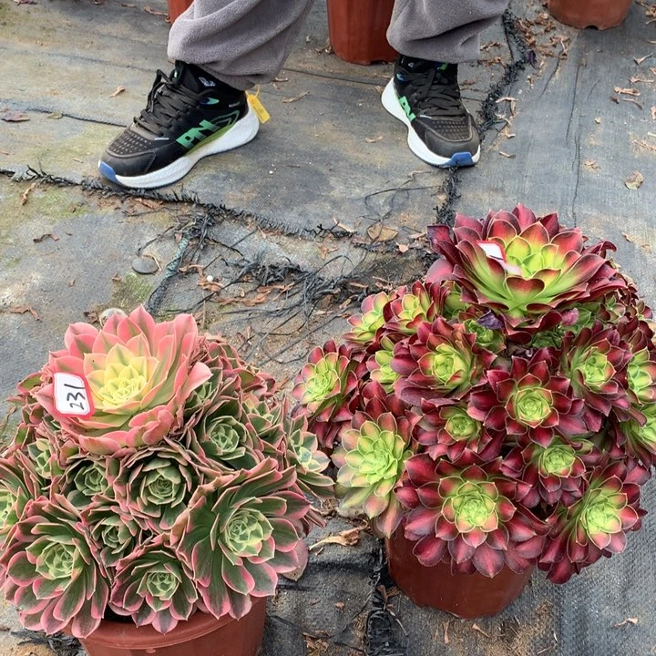 不包损231号韶华白凤