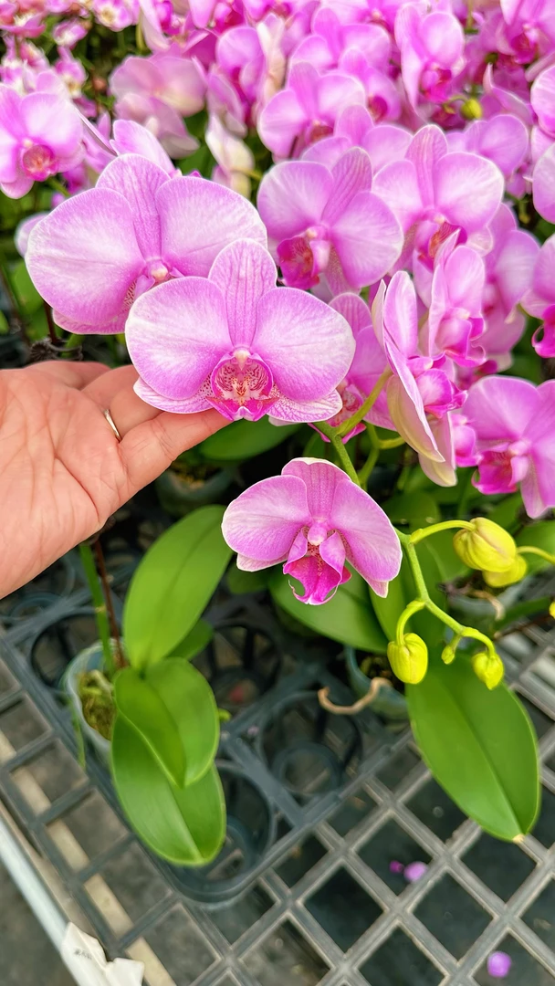 【粉公主】带花带花苞好养易活包邮精致优雅蝴蝶兰室内盆栽