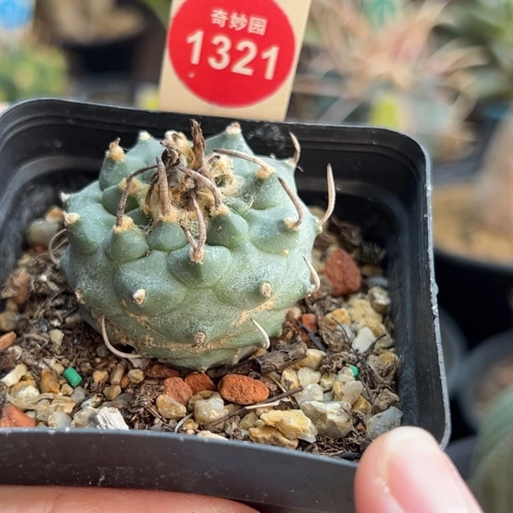 实生碳刺娇丽3.8cm根部有斑