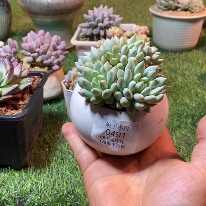 0491啊啊啊啊啊啊啊啊啊