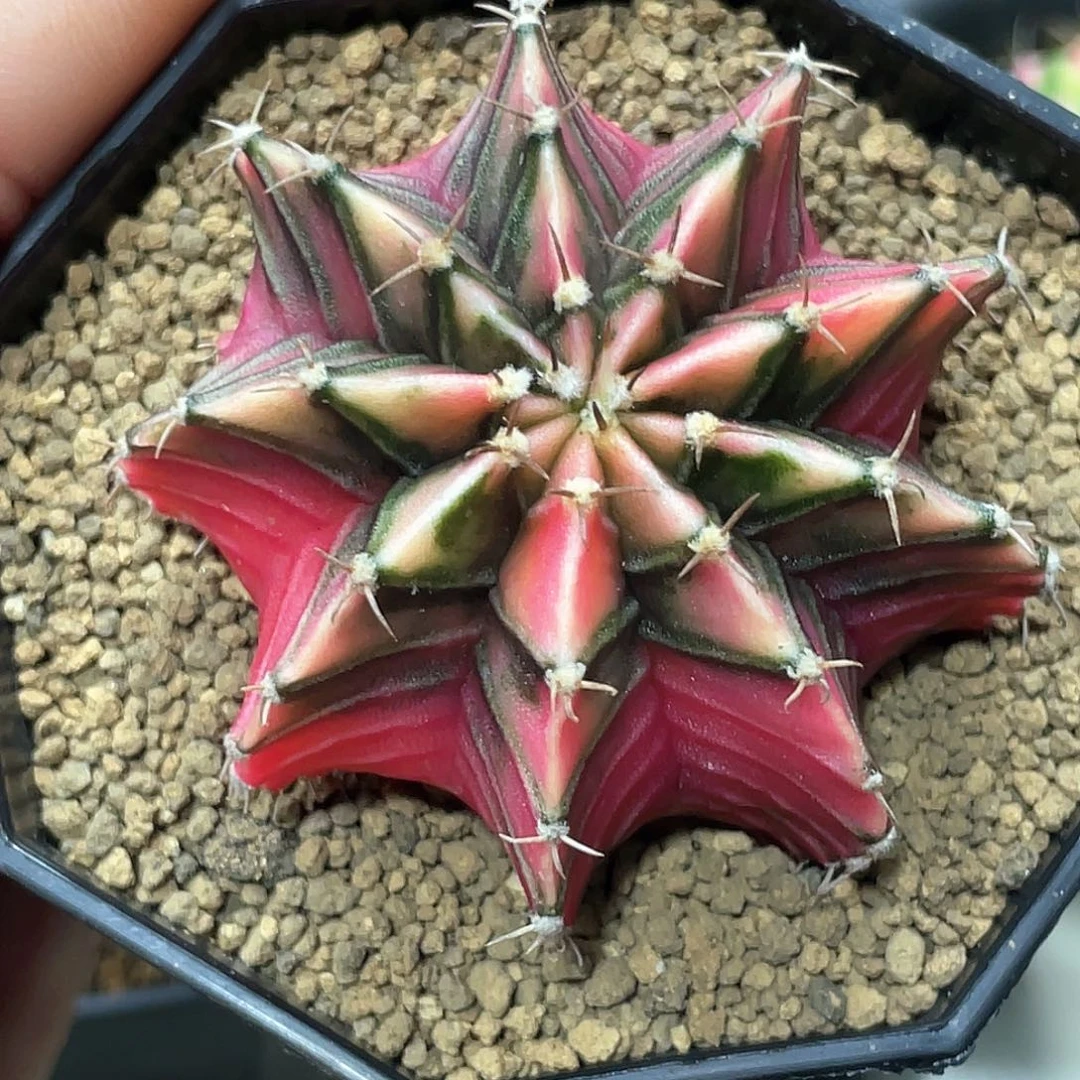 泰系实生根，肋骨锦