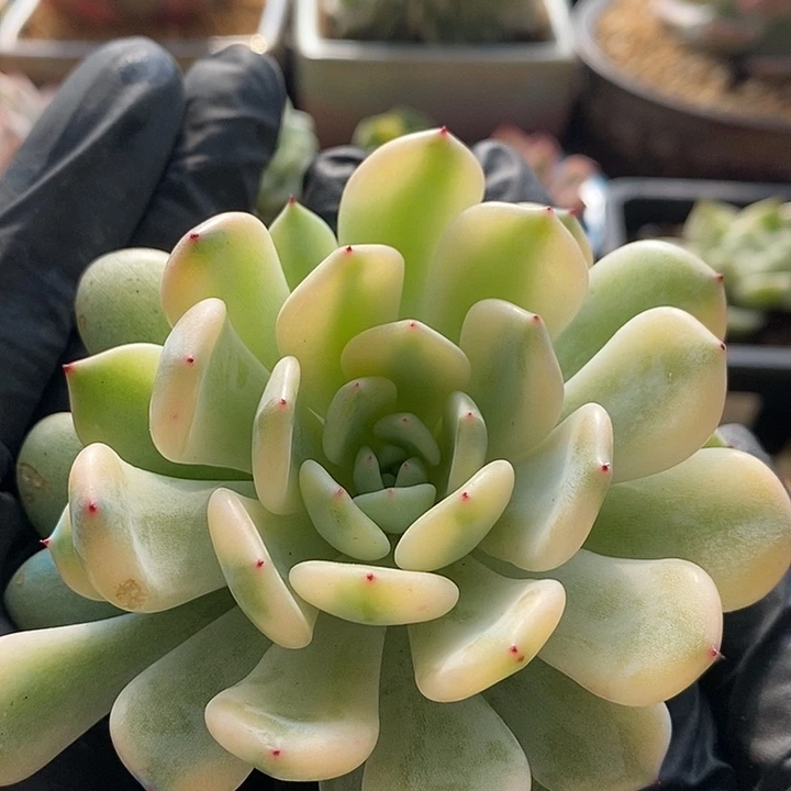 雪爪锦大单头多肉植物