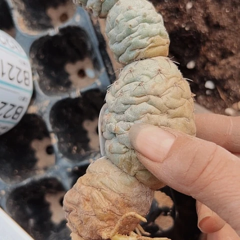 当前无花栽培后可以开花173仙人球