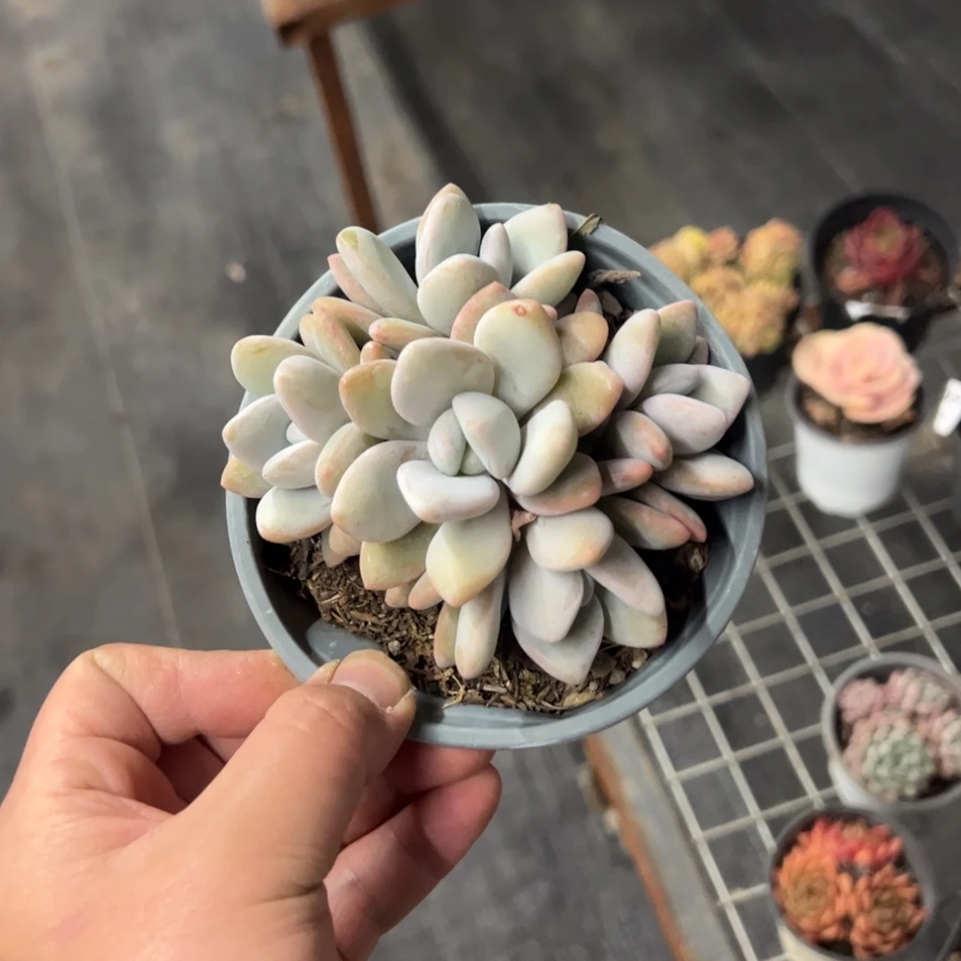 1503粉兔五头一物一拍