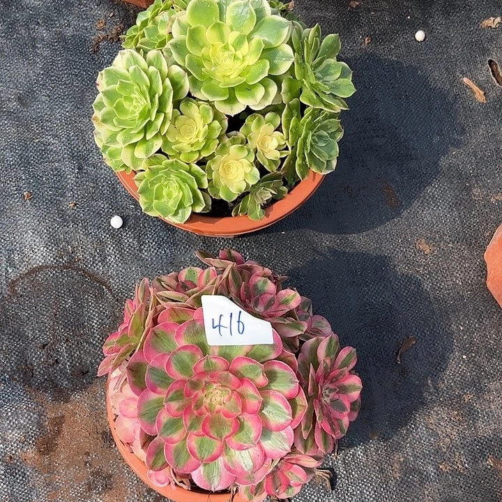 416伊丽莎白倾城朵朵两颗