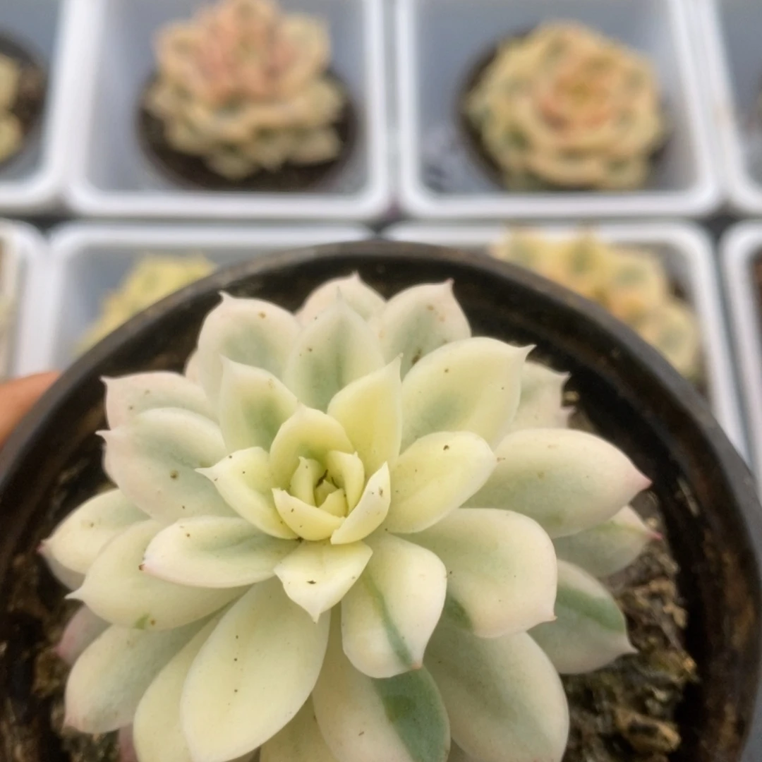 310火焰杯锦锦锦锦锦锦