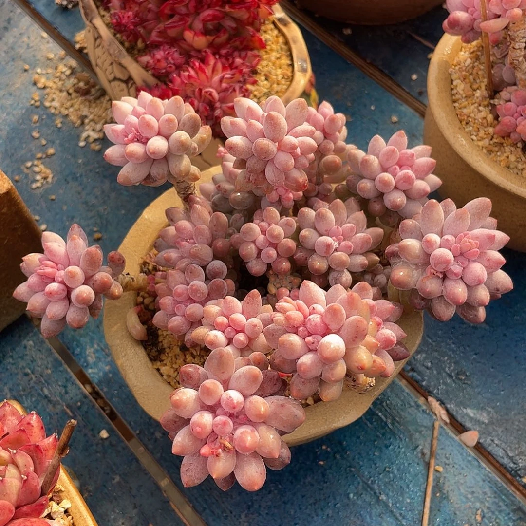 宝宝手指群生多肉植物一物一拍