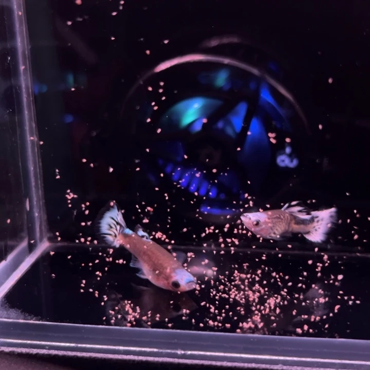 孔雀鱼蛇纹蓝帽1对