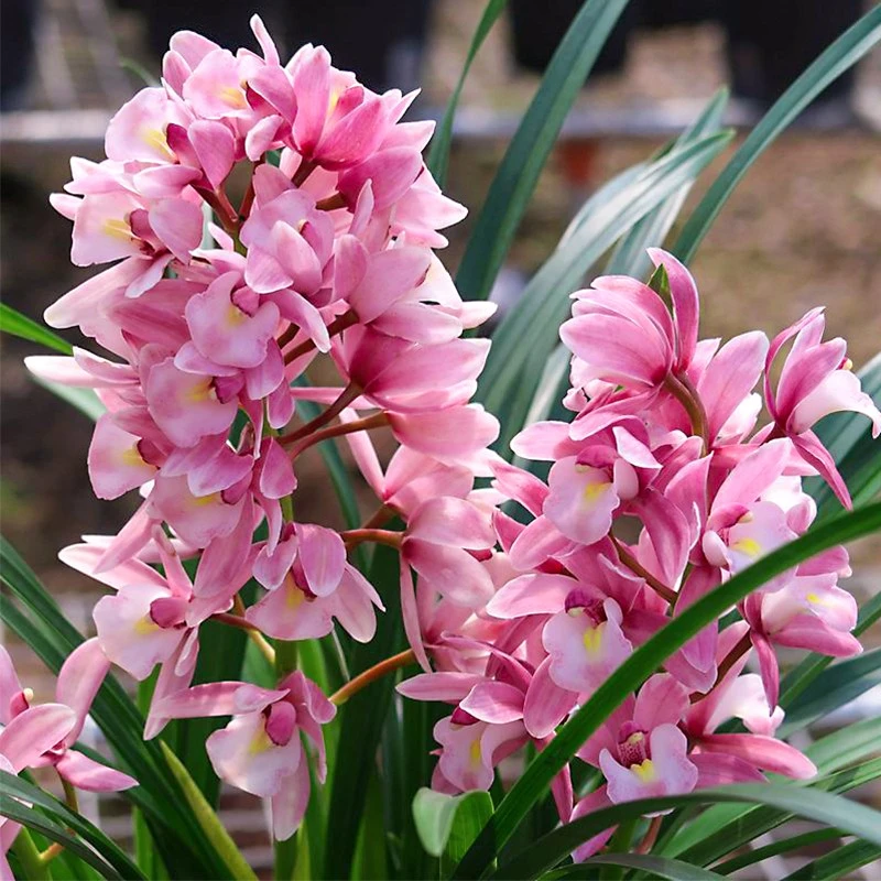 翁源兰花[年宵花]大花蕙兰-樱花易活客厅阳台绿植兰花花卉清香型