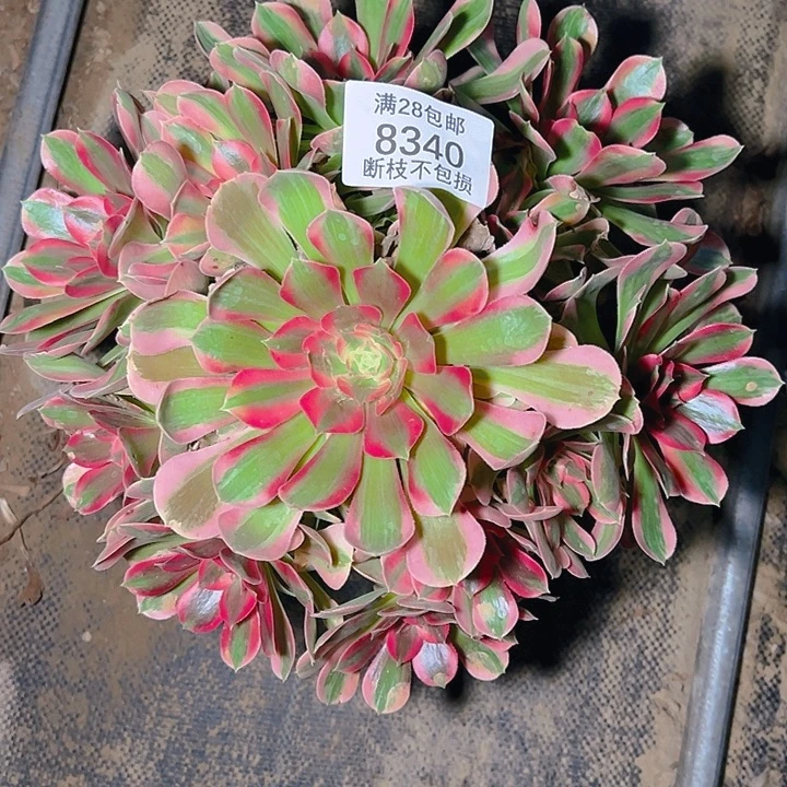 8340粉女郎多肉植物