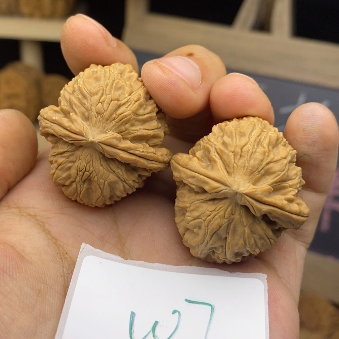 W7白狮子手捻丢丢虚尖