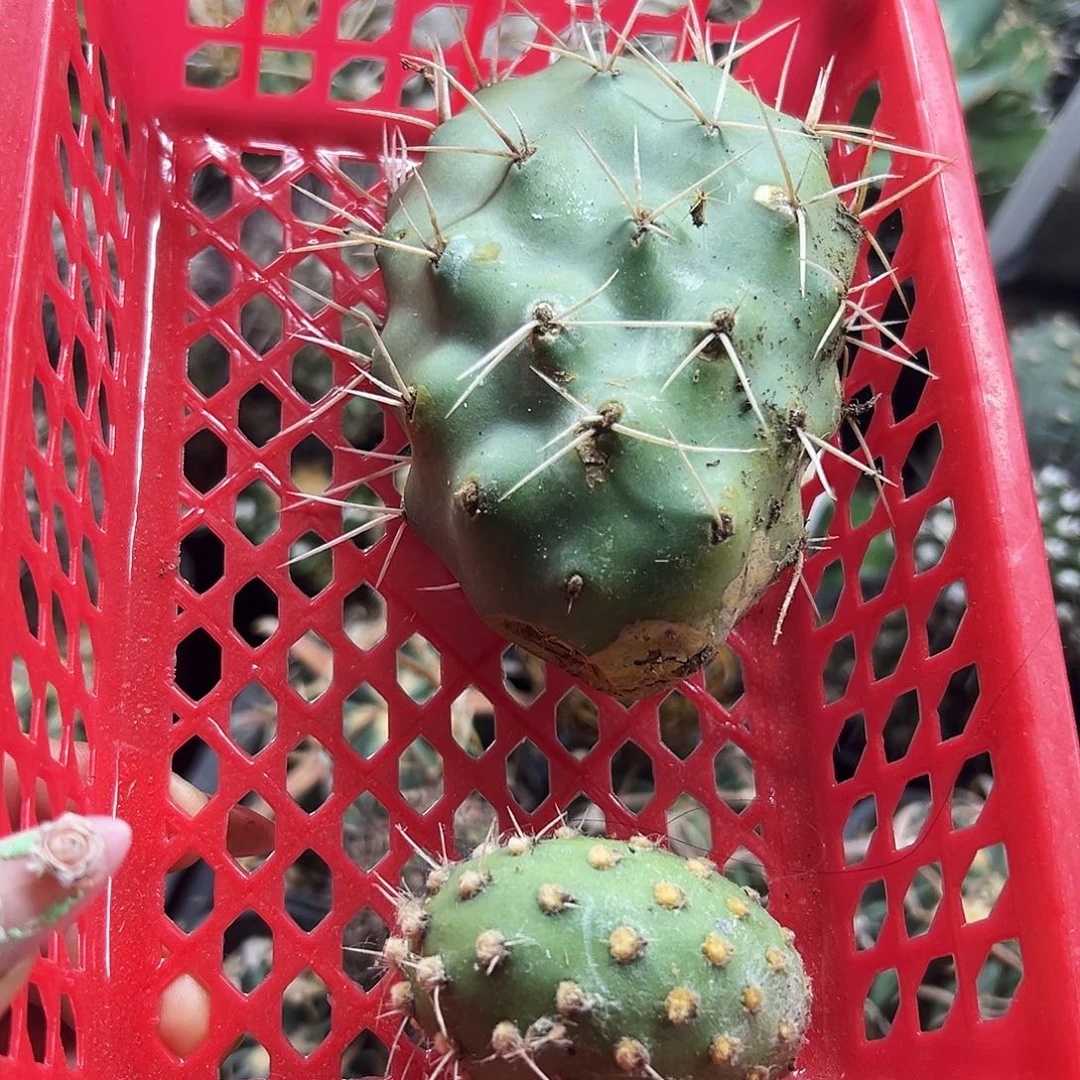 组合福利仙人球6666666