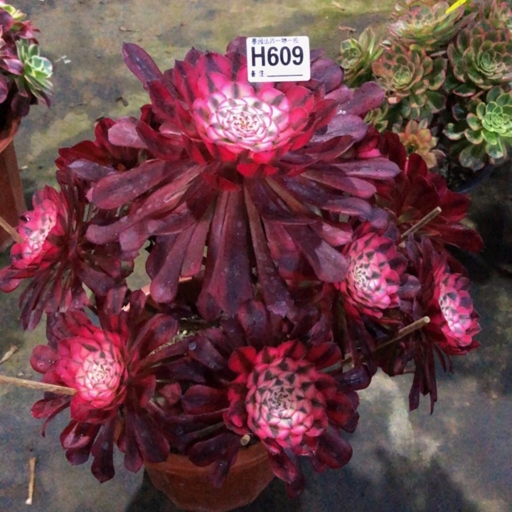 红同多肉6090000000000