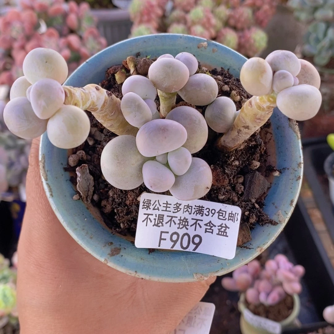 芭比奶洛老桩7cm909多肉