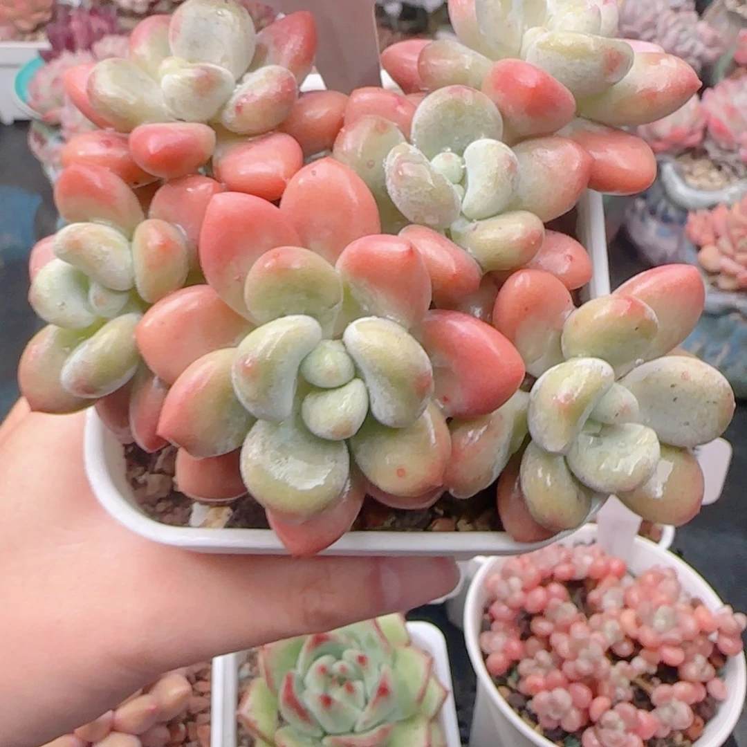 小***搭多肉植物9381……………