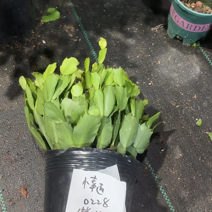 当前无花栽培后可以开花