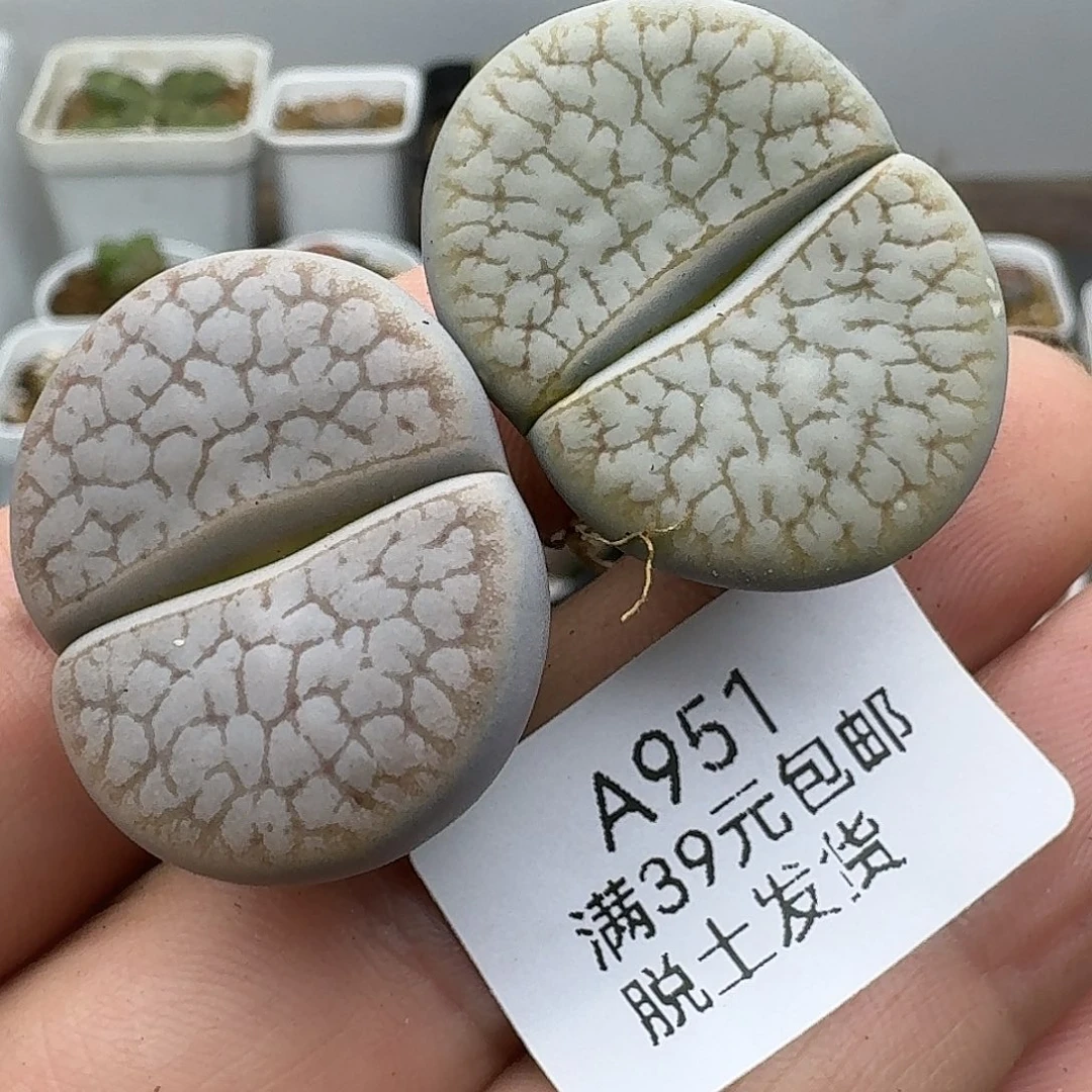 虾***米951多肉哈哈哈哈哈哈哈